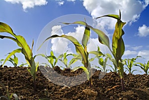 Young corn plants field