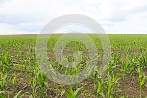 Young corn plants on field