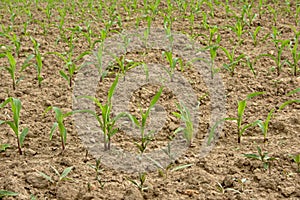 Young corn plants in a field