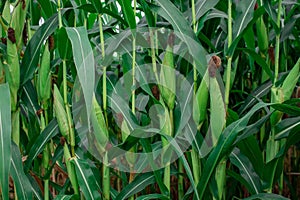 Young corn plants in a field. Maize or sweetcorn plants background