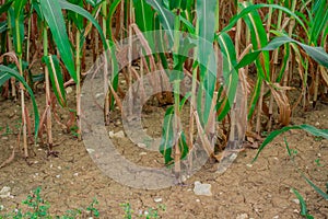 Young corn plants in a field. Maize or sweetcorn plants background