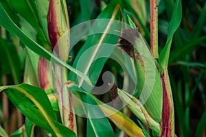 Young corn plants in a field. Maize or sweetcorn plants background