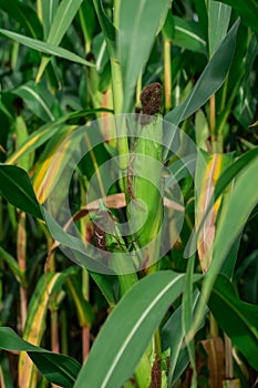 Young corn plants in a field. Maize or sweetcorn plants background