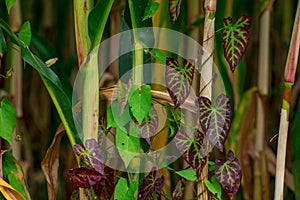 Young corn plants in a field. Maize or sweetcorn plants background