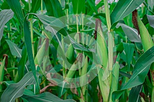 Young corn plants in a field. Maize or sweetcorn plants background