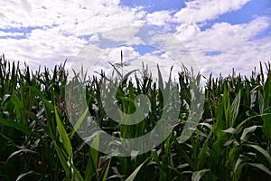 Young corn plants in a field. Maize or sweetcorn plants background. Cornfield texture