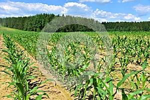 Young corn plants in a field. Maize or sweetcorn plants background. Cornfield texture. Agricultural  and farm concept