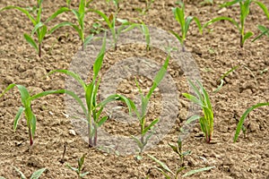 Young corn plants in a field, selective focus