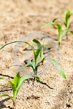 Young corn plants