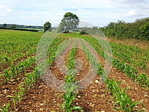 Young corn plants growing in a farm field.