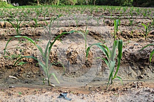 Young corn plants growing