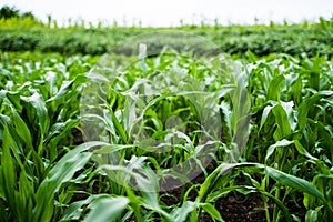 Young corn plants growing on the field. Selective focus. Corn seedling on the agricultural plantation. Agruciltural