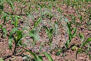 Young corn plants growing on the field on a sunny day. Selective focus