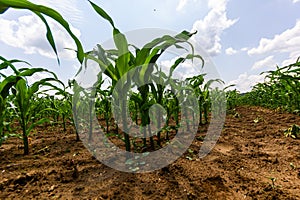 Young corn plants growing on the field on a sunny day. Selective focus