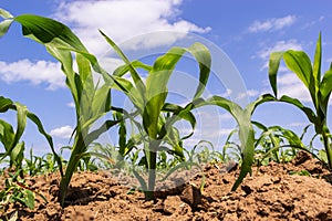 Young corn plants growing on the field on a sunny day. Selective focus