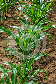 Young corn plants growing on the field on a sunny day. Selective focus