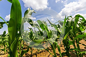 Young corn plants growing on the field on a sunny day. Selective focus