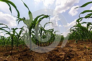 Young corn plants growing on the field on a sunny day. Selective focus