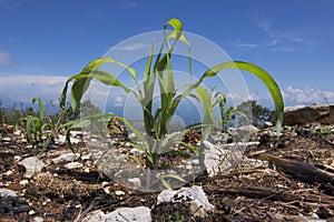 Young corn plants growing in recently burnt field