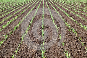 Young corn plants growing in a row in a field