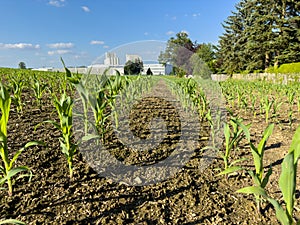 Young corn plants grown in rows in a field in spring