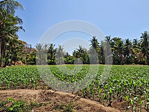 Young corn plants sprouting in the field