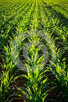 Young Corn Plants