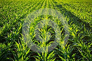 Young Corn Plants