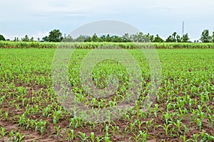 Young corn plants and sugarcane plant