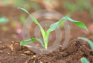 Young corn seedling