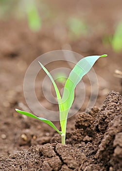 Young corn seedling