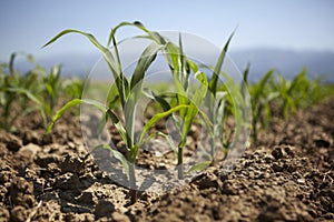 Young corn seedling grows at spring