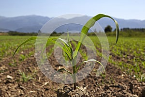 Young corn seedling grows at spring