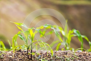 Young corn seedlings growing in farm