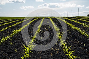 Young corn seedlings growing in a fertile soil. An agricultural field on which grow up young corn. Rural landscape.