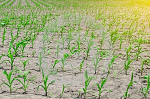 Young corn sprouts on the field in early summer