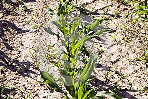 young corn sprouts in the spring season