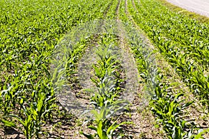 young corn sprouts in the spring season