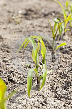 young corn sprouts in the spring season