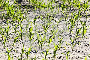 young corn sprouts in the spring season