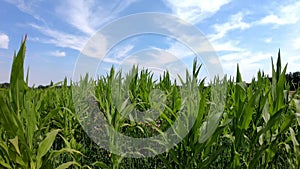 Young corn on summer field  