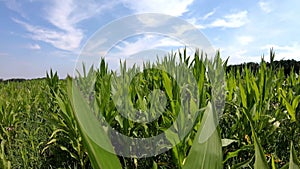 Young corn on summer field  