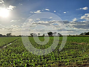 young corn with sunlight