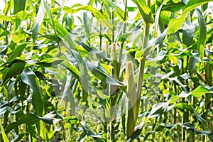 Young corn on tree