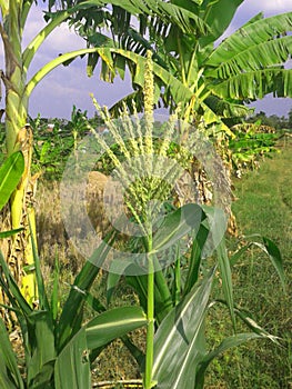 Young corn tree