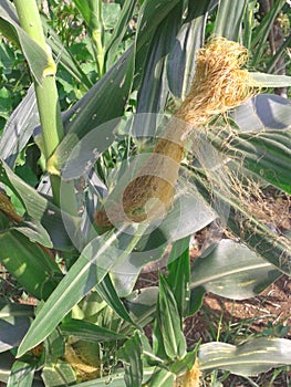 Young corn tree