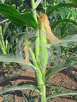 Young corn tree