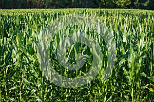 Young Corn Trees