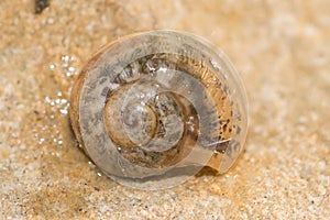 Young Cornu aspersum