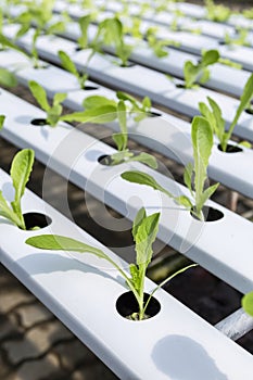 Young Cos lettuce in Hydroponic system rack